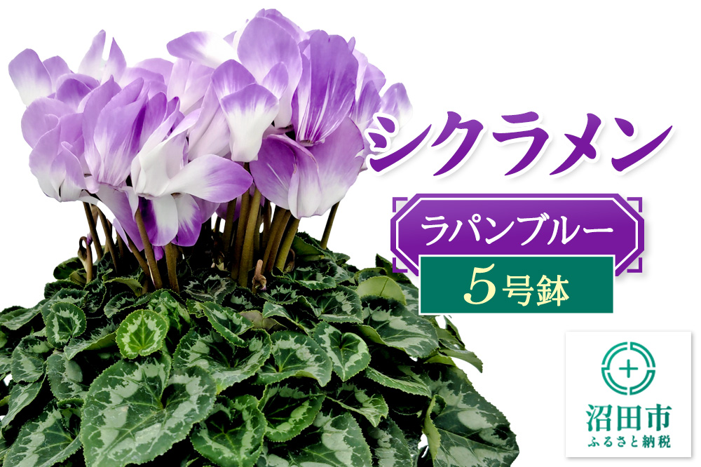 《12月以降発送》北海道・離島以外配送 シクラメン5号鉢 ラパンブルー