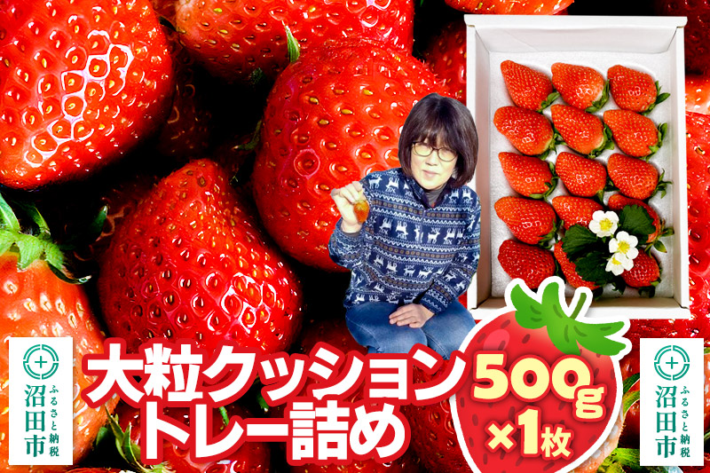 《2026年1月上旬〜2月上旬発送》大粒クッショントレー詰め「やよいひめ」500g×1枚 山口いちご園 苺 イチゴ いちご