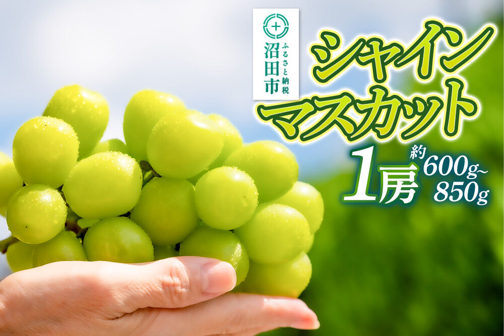 【9月中旬から10月末に発送】 シャインマスカット 1房（約600g〜850g） 糖度18度以上 種なし 皮ごと食べられる 濃厚な甘さ 家庭用 贈答用 永井農園 [葡萄 ぶどう ブドウ シャインマスカット 種なし 甘い 家庭用 贈答用 糖度18度以上]