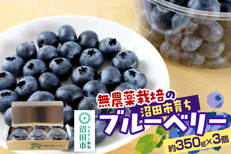《7月中旬〜8月中旬発送》完全無農薬栽培 ブルーベリー 約350g×3個 ベリーガーデン