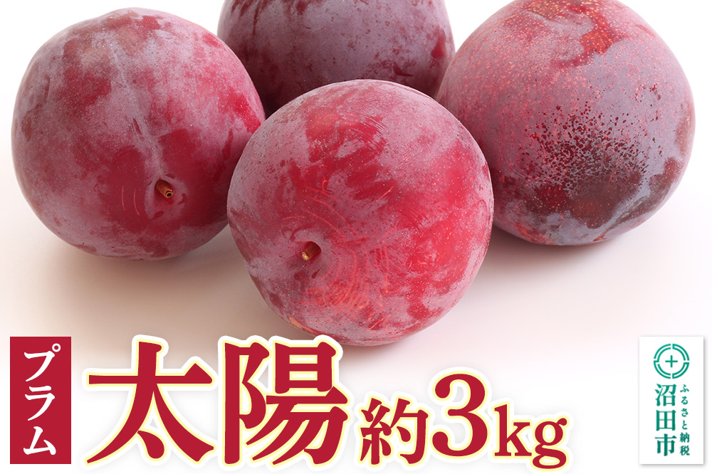 《8月中旬〜8月下旬にお届け》 プラム「太陽」約3kg ご自宅用 フルーツ王国松井 [夏の味覚 夏の果物 夏のフルーツ すもも スモモ sumomo ぷらむ プラム 旬物]