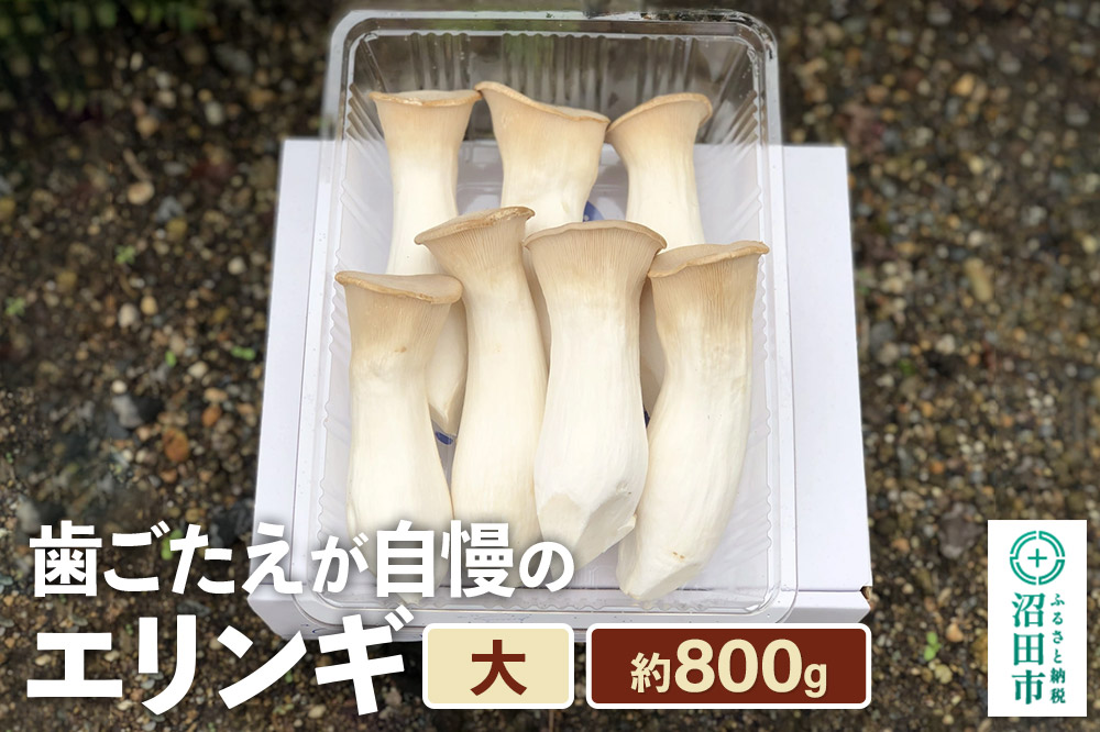 歯ごたえが自慢のエリンギ 大 約800g