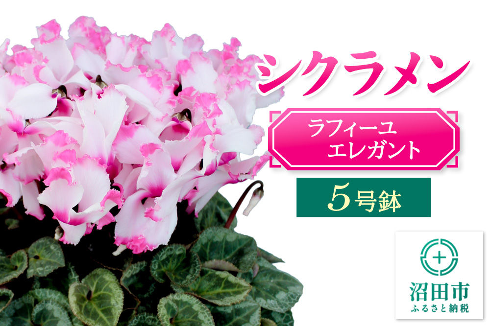 《12月以降発送》北海道・離島以外配送 シクラメン5号鉢 ラフィーユエレガント