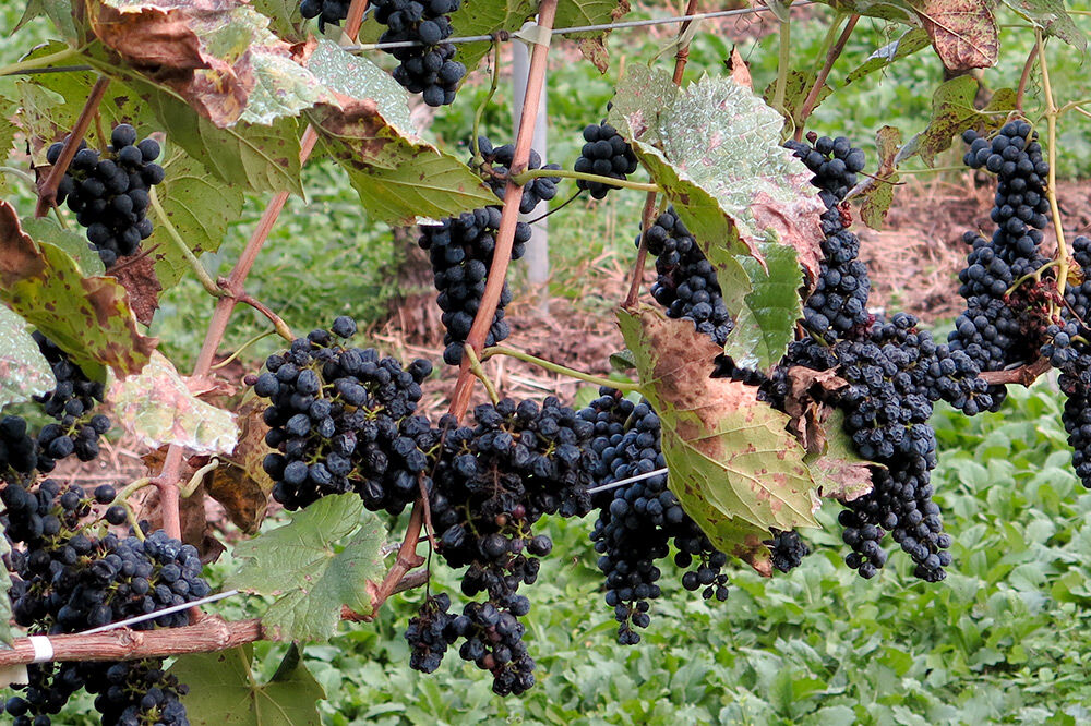 《9月下旬〜11月上旬にお届け》沼田市産 特選 富士の輝き（ブラックシャインマスカット）1房 700g以上 [葡萄 ぶどう ブドウ 超希少品種 種無し 種なし 食べやすい 大粒 濃厚な甘み]