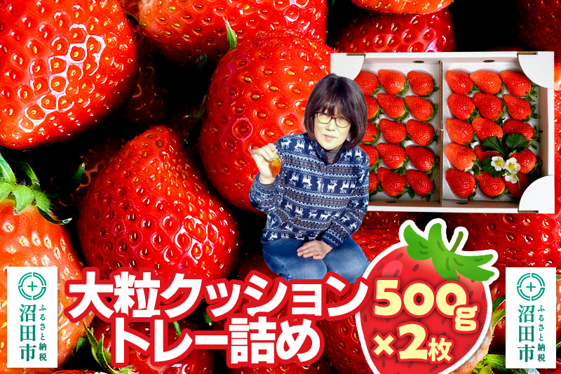《2026年1月上旬〜2月上旬発送》大粒クッショントレー詰め「やよいひめ」500g×2枚 山口いちご園 苺 イチゴ いちご