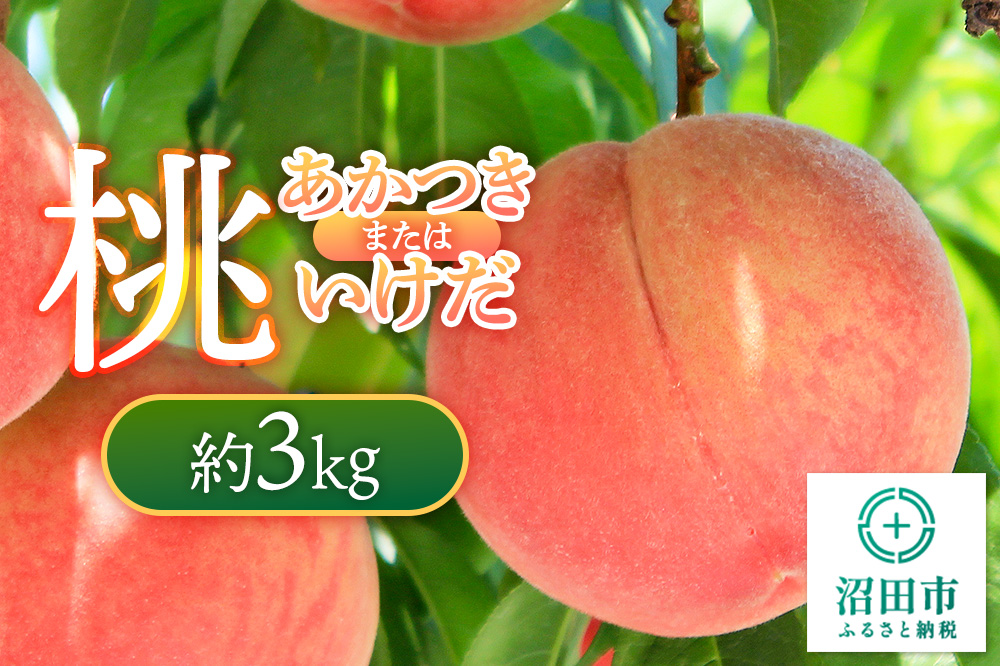 《7月下旬〜8月中旬にお届け》 桃「あかつき」または「いけだ」約3kg フルーツ王国松井 [夏の味覚 夏の果物 夏のフルーツ 桃 もも モモ momo 旬物 ぴーち ピーチ peach お任せ おまかせ セット]