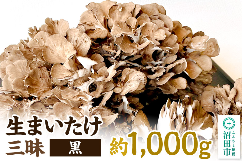 生まいたけ三昧（黒）約1000g おいがみ舞茸園