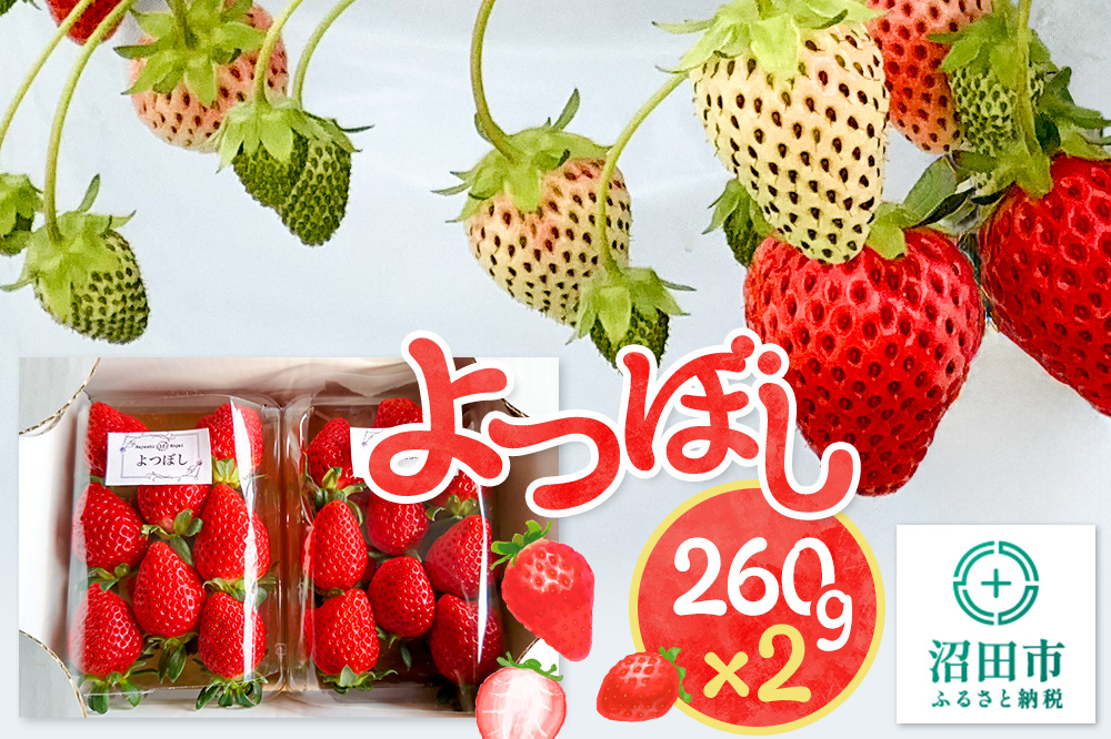 《2025年1月以降発送》関東限定配送 イチゴ よつぼし 約260gパック×2