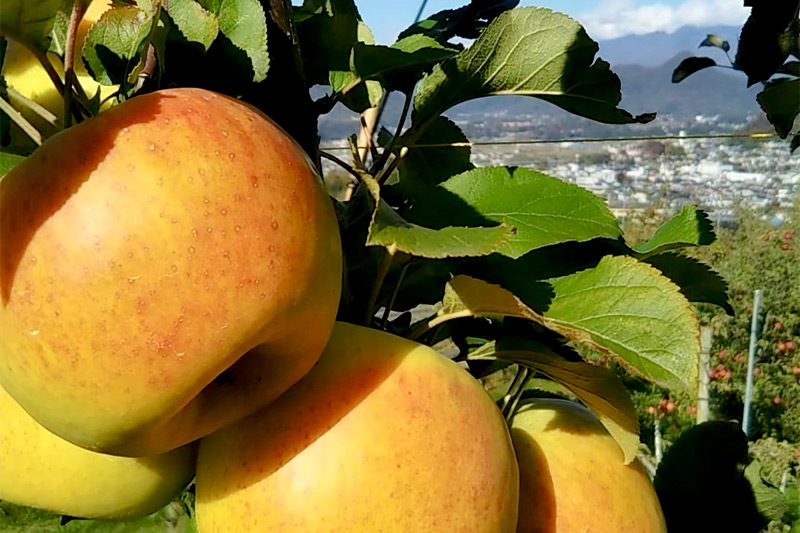 ã3皮確å®ãææš¹åãã³ãµãŒã ããããžã¥ãŒã¹ ããŸãã1LÃ3æ¬ã»ãã