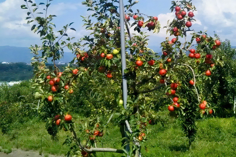 ã3皮確å®ãææš¹åãã³ãµãŒã ããããžã¥ãŒã¹ ããŸãã1LÃ3æ¬ã»ãã