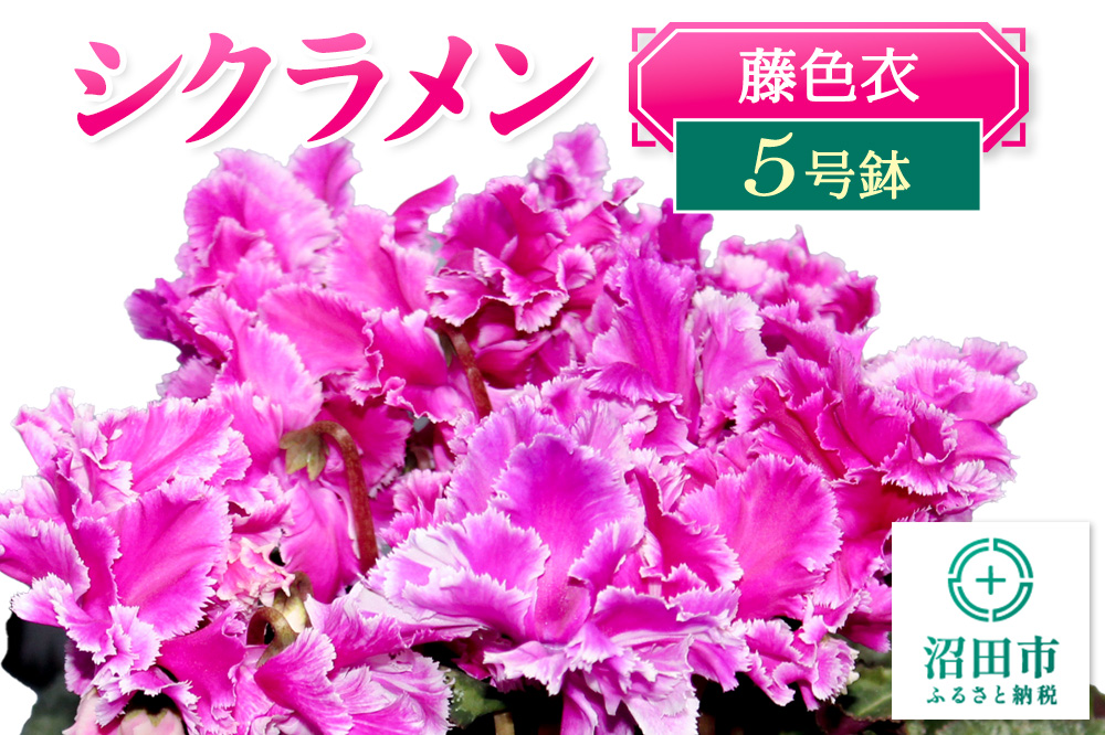 《12月以降発送》北海道・離島以外配送 シクラメン5号鉢 藤色衣