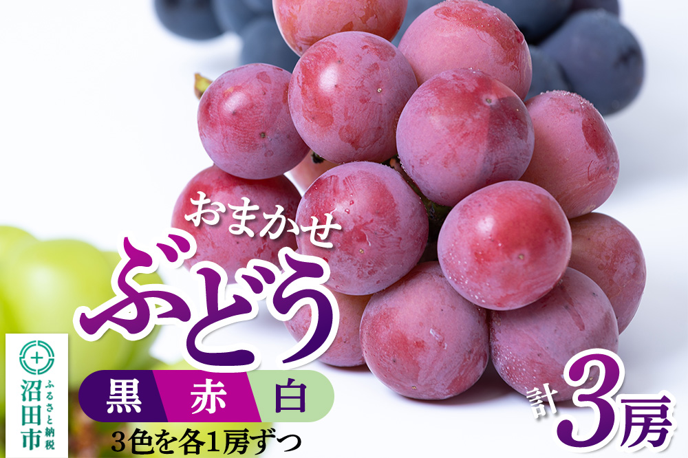 沼田市産 ぶどう 3房セット（黒・赤・白／各1房ずつ）ぶどう農園 ラ・テール