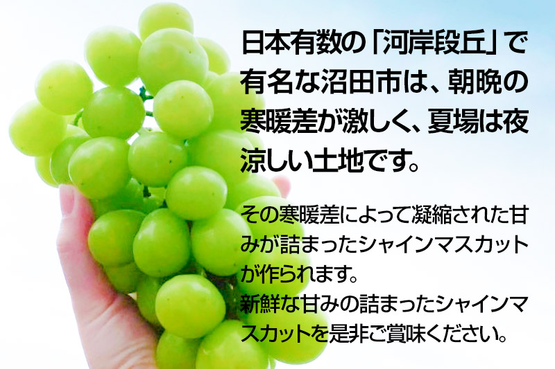 《9月中旬以降発送》先行予約 果実の里 原田農園 シャインマスカット 2房（約1.4kg〜1.6kg）化粧箱入り