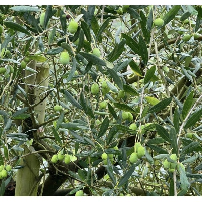 ジャングルデリバリーのオリーブ緑茶&オリーブ抹茶　セット【1377925】