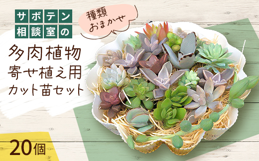 サボテン相談室の多肉植物寄せ植え用カット苗セット(20個)【1338178】
