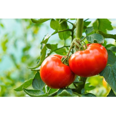 ã通æåžç£ã倧çãªã®ã«å³ãæ¿ã!å®çããã 4kg(Lãµã€ãº18ã20ç) æ¿åãªçã¿ã§èŽãç©ã«ããé
éäžå¯å°åïŒé¢å³¶ãã1740400ã