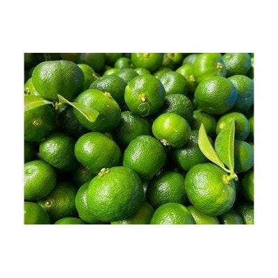 ジャングルデリバリーのシークワーサー　1kg(個数おまかせ)【1338096】