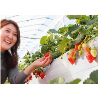 いちご農園フルッティロッシの完熟やよいひめ　約400g × 2パック【配送不可地域：離島】【1387356】