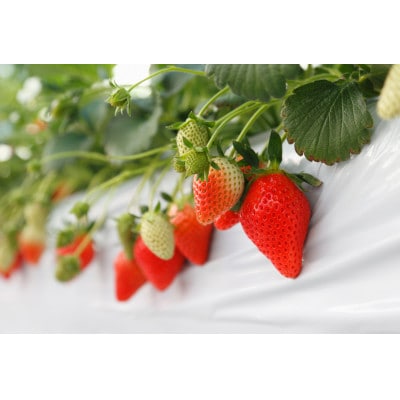 いちご農園フルッティロッシの完熟やよいひめ　約400g × 2パック【配送不可地域：離島】【1387356】