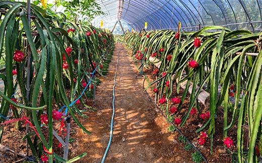 ïŒ2025幎7æäžæ¬ããé æ¬¡çºéïŒ ãã©ãŽã³ãã«ãŒã (1kg) ãã ãã® æç© ãã«ãŒã é£å F20E-514