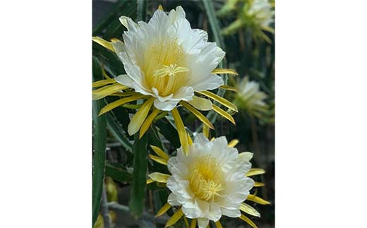 ïŒ2025幎7æäžæ¬ããé æ¬¡çºéïŒ ãã©ãŽã³ãã«ãŒã (1kg) ãã ãã® æç© ãã«ãŒã é£å F20E-514