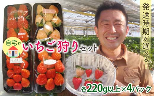 自宅でいちご狩りセット ＜淡雪・赤い苺3種類＞【2026年3月1日〜5月15日発送】 (各220g以上×4パック) 群馬県産 オリジナル品種 いちご 苺 イチゴ 白いちご 淡雪 食べ比べ セット 詰合せ 果物 フルーツ 食品 F21E-249