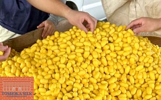 åœç£å¯å²¡ã·ã«ã¯ å¯å²¡ã·ã«ã¯ ãããŸé»é ããã¯ã¹ã·ãŒã èŽãç© ã®ãã åœç£ F21E-417