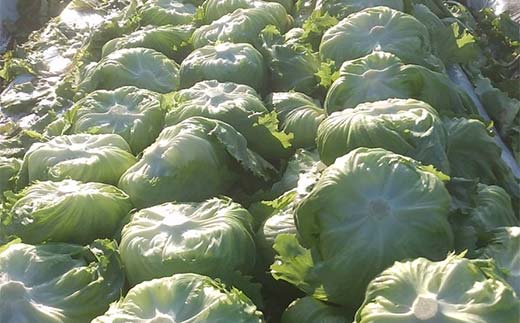 ç£çŽãããŸã®æã©ã æ°é®®ã¬ã¿ã¹ 300g以äžÃ2å F21E-491