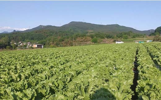 ç£çŽãããŸã®æã©ã æ°é®®ã¬ã¿ã¹ 300g以äžÃ2å F21E-491