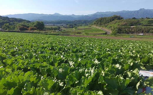 ç£çŽãããŸã®æã©ã æ°é®®ã¬ã¿ã¹ 300g以äžÃ2å F21E-491