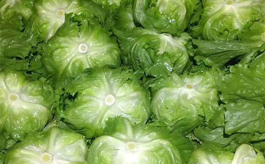 ç£çŽãããŸã®æã©ã æ°é®®ã¬ã¿ã¹ 300g以äžÃ2å F21E-491