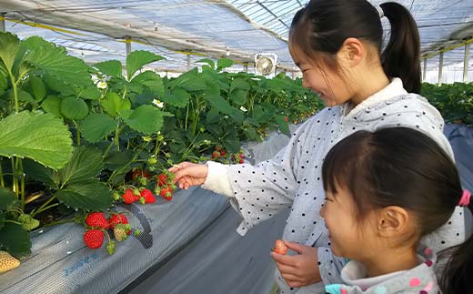 矀銬çç£ãã¡ãã»ããïŒãããã²ã2ããã¯ïŒã2026幎3æ1æ¥ïœ5æ15æ¥çºéã(å220g以äžÃ2ããã¯) ãã¡ã ãããã²ã 矀銬çç£ ãªãªãžãã«åçš® èº ã€ã㎠ã»ãã è©°åã æç© ãã«ãŒã é£å F21E-494