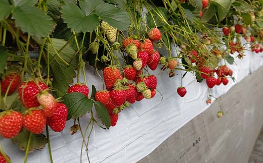 矀銬çç£ãã¡ãã»ããïŒãããã²ã2ããã¯ïŒã2026幎3æ1æ¥ïœ5æ15æ¥çºéã(å220g以äžÃ2ããã¯) ãã¡ã ãããã²ã 矀銬çç£ ãªãªãžãã«åçš® èº ã€ã㎠ã»ãã è©°åã æç© ãã«ãŒã é£å F21E-494