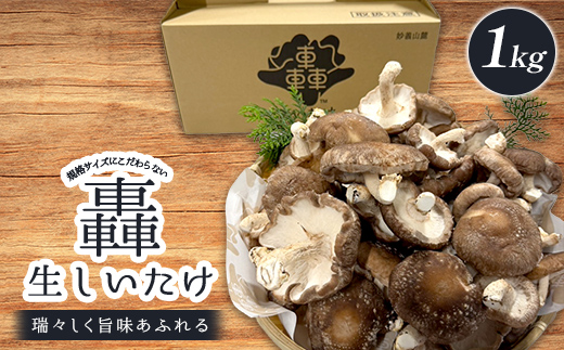 規格サイズにこだわらない轟生しいたけ 1kg きのこ キノコ 野菜 食品 F21E-530