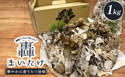 規格サイズにこだわらない轟まいたけ ほぐし 1kg きのこ キノコ 野菜 食品 F21E-531