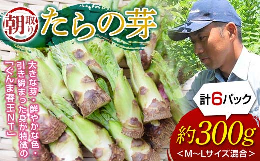 ≪先行予約≫ 山菜の王様 たらの芽 (300g) （2026年1月より順次発送） たらの芽 タラの芽 ぐんま春王NT 山菜 野菜 食品 F20E-770