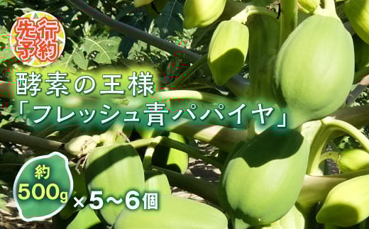 ＜先行予約＞ 酵素の王様 フレッシュ 青パパイヤ 合計3kg (約500g×5～6個)  パパイヤ ビタミン ミネラル アミノ酸 食物繊維 ポリフェノール 野菜 食品 F20E-697