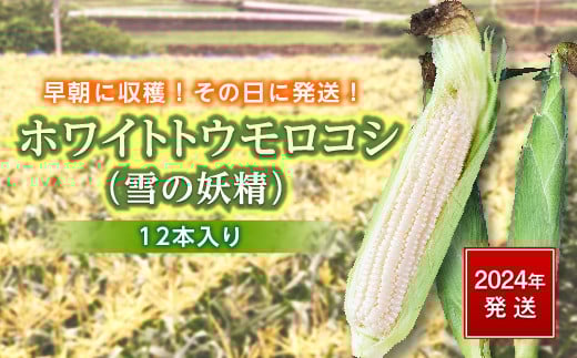 ＜2026年発送＞ ホワイトトウモロコシ（雪の妖精）12本入り 白 とうもろこし ホワイト トウモロコシ 雪の妖精 野菜 食品 F20E-698
