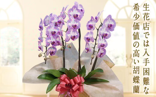 ＜プリンセスローズ＞ 胡蝶蘭 3本立ち 中輪 花 こちょうらん コチョウラン プリンセスローズ 記念日 お祝い 贈り物 ギフト F20E-254