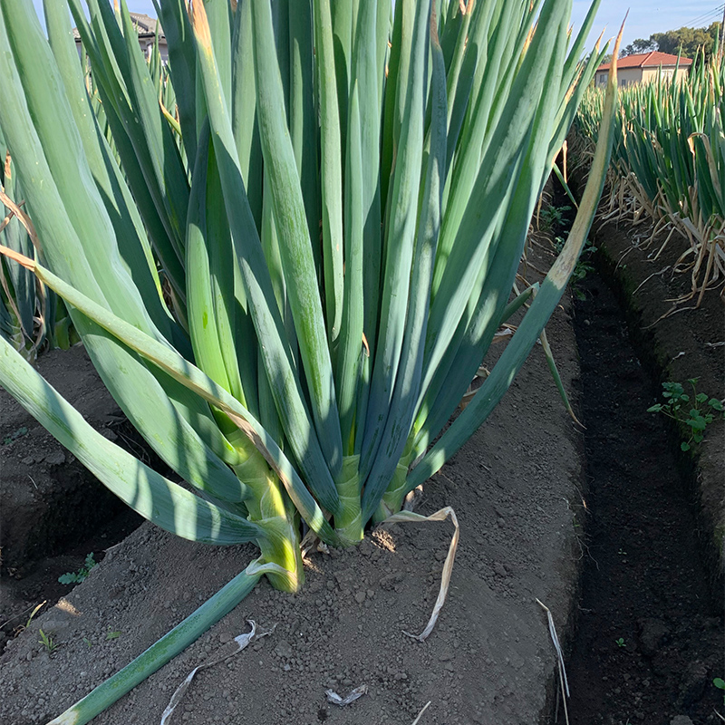 逕ー闊弱ョ縺ュ縺趣シ15譛ャシ 邉門コヲ30 髟キ繝阪ぐ 髟キ縺ュ縺 髟キ闡ア 縺ュ縺 繝阪ぐ 譛画ゥ溯ぇ譁 驥手除 鬟溷刀 F21E-023