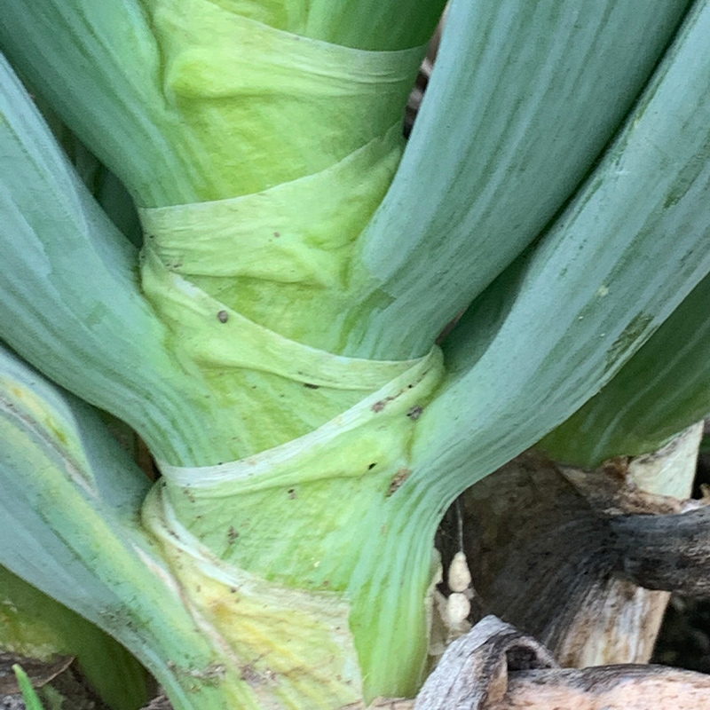 逕ー闊弱ョ縺ュ縺趣シ15譛ャシ 邉門コヲ30 髟キ繝阪ぐ 髟キ縺ュ縺 髟キ闡ア 縺ュ縺 繝阪ぐ 譛画ゥ溯ぇ譁 驥手除 鬟溷刀 F21E-023
