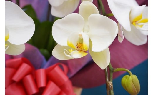 ＜白大輪＞ 胡蝶蘭 5本立ち (木札付) 大輪 花 こちょうらん コチョウラン 白大輪 白 ホワイト 記念日 お祝い 贈り物 ギフト 木札 F20E-428