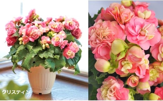 ベゴニア鉢植え「おまかせセット」 F20E-456