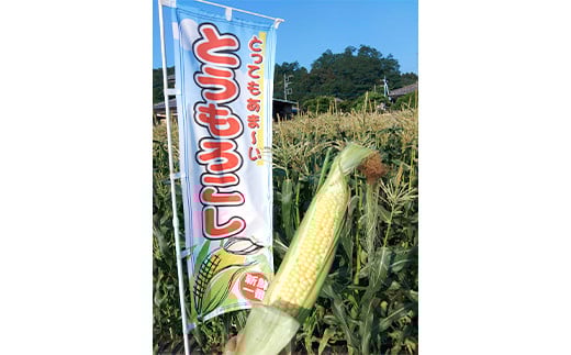 ＜2026年先行予約＞【定期便】夜間収穫したとうもろこし ゴールドラッシュ (各約5kg)《2ヶ月連続》 2L トウモロコシ とうもろこし コーン ゴールドラッシュ 定期便 野菜 食品 F21E-068