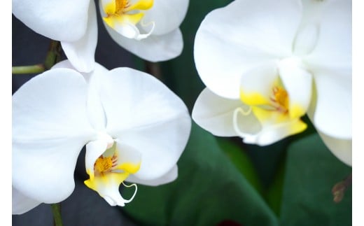 ＜プリンス＞ 胡蝶蘭 白大輪 3本立ち (メッセージカード付) 大輪 花 こちょうらん コチョウラン プリンス 白 ホワイト 記念日 お祝い 贈り物 ギフト メッセージカード F20E-421