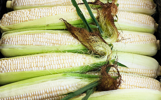 ＜2026年発送＞ ホワイトトウモロコシ（雪の妖精）12本入り 白 とうもろこし ホワイト トウモロコシ 雪の妖精 野菜 食品 F20E-698