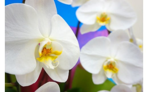 ＜キング＞ 胡蝶蘭 白大輪 3本立ち (はがきサイズカード付) 大輪 花 こちょうらん コチョウラン キング 白 ホワイト 記念日 お祝い 贈り物 ギフト はがきサイズカード F20E-424