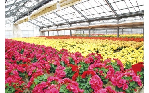 ベゴニア鉢植え二鉢セット F20E-457