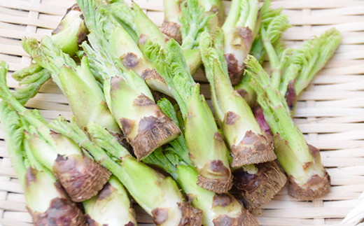 âªå
è¡äºçŽâ« å±±èã®çæ§ ããã®èœ (300g) ïŒ2026幎1æããé æ¬¡çºéïŒ ããã®èœ ã¿ã©ã®èœ ãããŸæ¥çNT å±±è éè é£å F20E-770