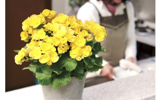 ベゴニア鉢植え二鉢セット F20E-457